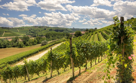 葡萄酒產(chǎn)(chǎn)區(qū)(qū)