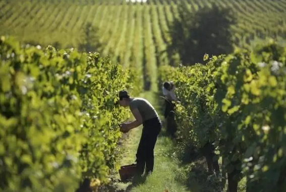 法國盧瓦爾河葡萄酒產(chǎn)(chǎn)區(qū)(qū)