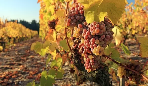 法國盧瓦爾河葡萄酒產(chǎn)(chǎn)區(qū)(qū)