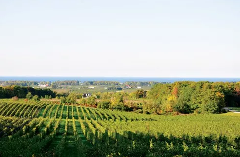 加拿大安大略葡萄酒產(chǎn)(chǎn)區(qū)(qū)