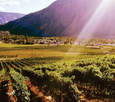 加拿大不列顛哥倫比亞葡萄酒產(chǎn)(chǎn)區(qū)(qū)