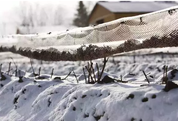 加拿大魁北克省葡萄酒產(chǎn)(chǎn)區(qū)(qū)