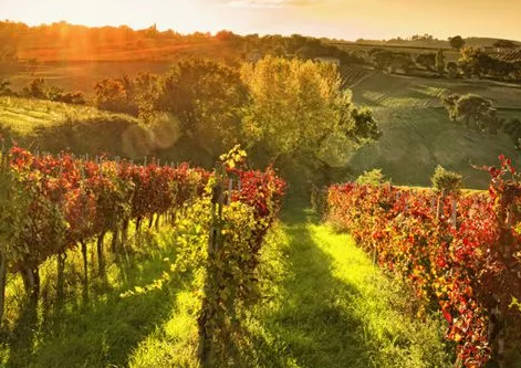 加拿大新斯科舍省葡萄酒產(chǎn)(chǎn)區(qū)(qū)