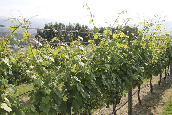 巴巴萊斯科保證法定葡萄酒產(chǎn)(chǎn)區(qū)(qū)