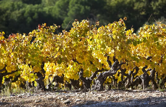 許斯克朗葡萄酒產(chǎn)(chǎn)區(qū)(qū)