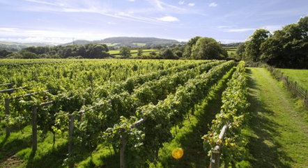 卡斯特加:坐擁波爾多10余座酒莊的酒界豪門