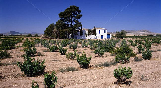 耶克拉產(chǎn)(chǎn)區(qū)(qū)