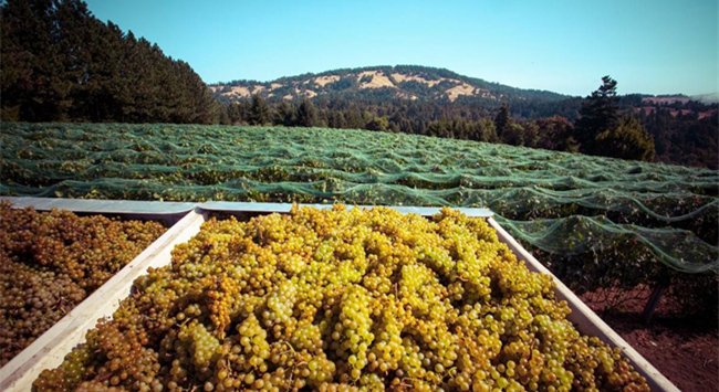 美國加州葡萄酒產(chǎn)區(qū)(qū)